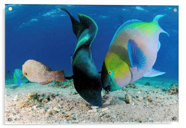 humphead wrasse and Rusty parrotfish Acrylic by PhotoStock Israel