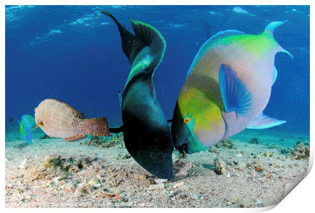 humphead wrasse and Rusty parrotfish Print by PhotoStock Israel