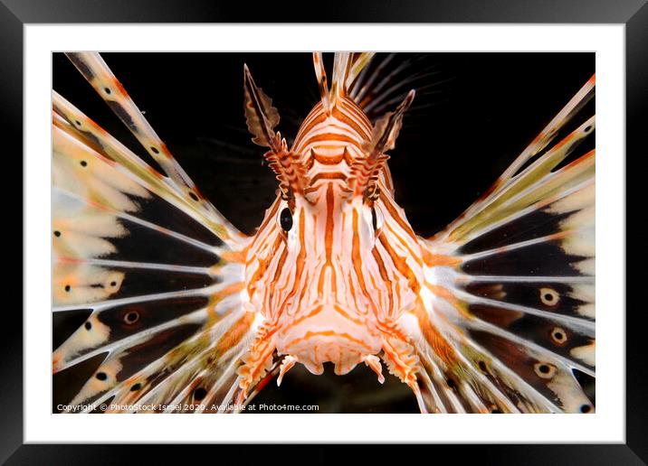 radial Lionfish Pterois radiata Framed Mounted Print by PhotoStock Israel