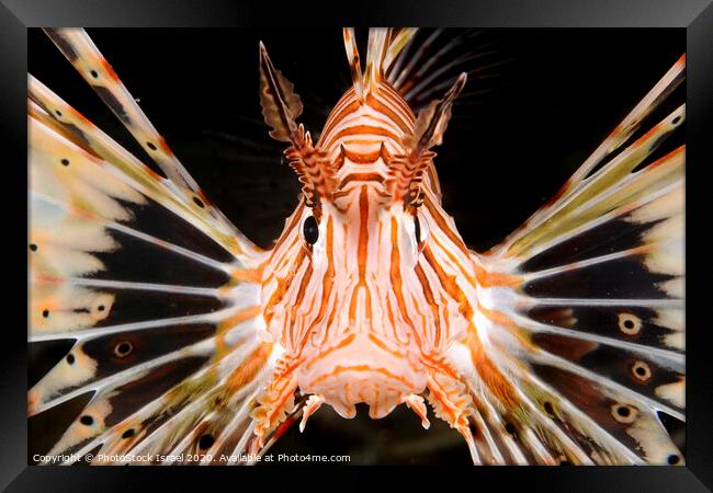 radial Lionfish Pterois radiata Framed Print by PhotoStock Israel
