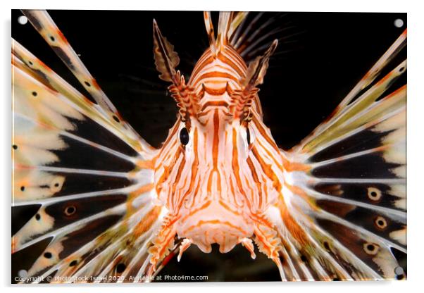 radial Lionfish Pterois radiata Acrylic by PhotoStock Israel