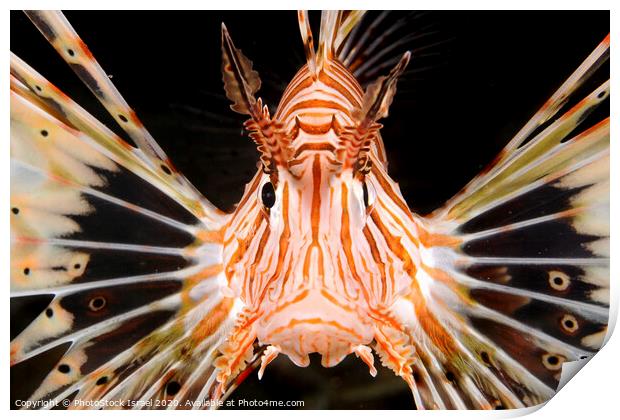 radial Lionfish Pterois radiata Print by PhotoStock Israel