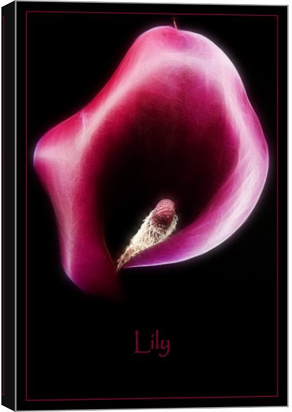 Lily Canvas Print by Sam Smith