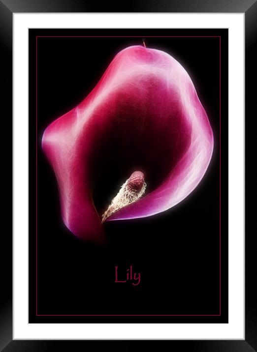Lily Framed Mounted Print by Sam Smith