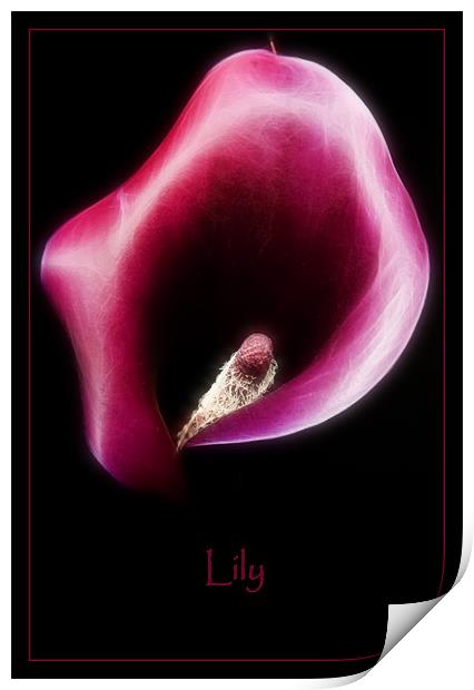 Lily Print by Sam Smith