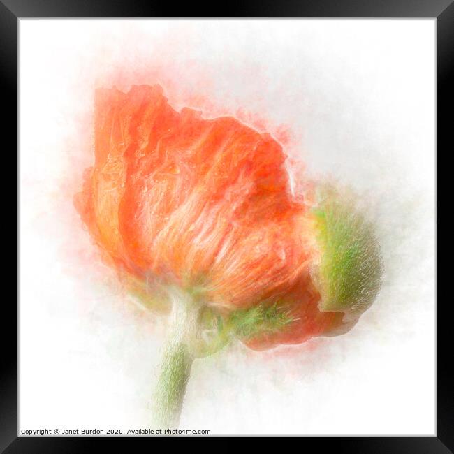 Poppy Framed Print by Janet Burdon