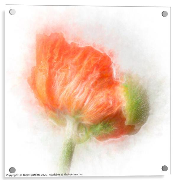 Poppy Acrylic by Janet Burdon