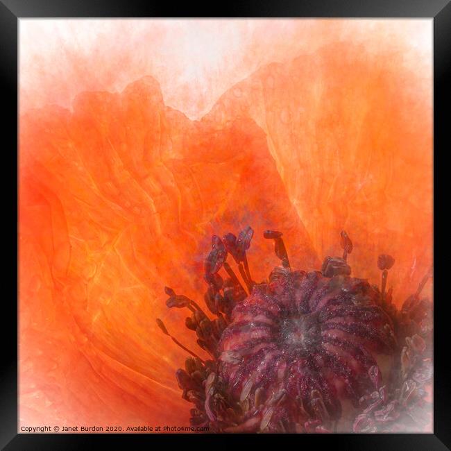 Poppy Abstract Framed Print by Janet Burdon