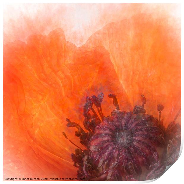Poppy Abstract Print by Janet Burdon