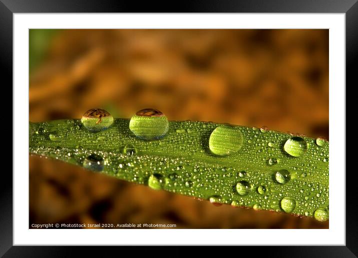 Water droplet on a leaf Framed Mounted Print by PhotoStock Israel
