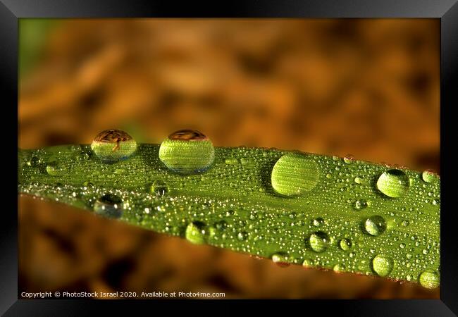 Water droplet on a leaf Framed Print by PhotoStock Israel