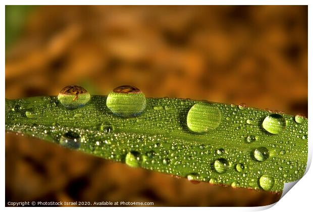 Water droplet on a leaf Print by PhotoStock Israel