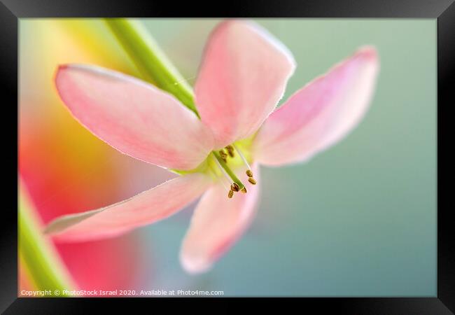 Close up of a pink flower Framed Print by PhotoStock Israel