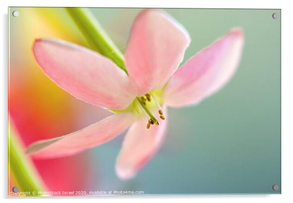 Close up of a pink flower Acrylic by PhotoStock Israel