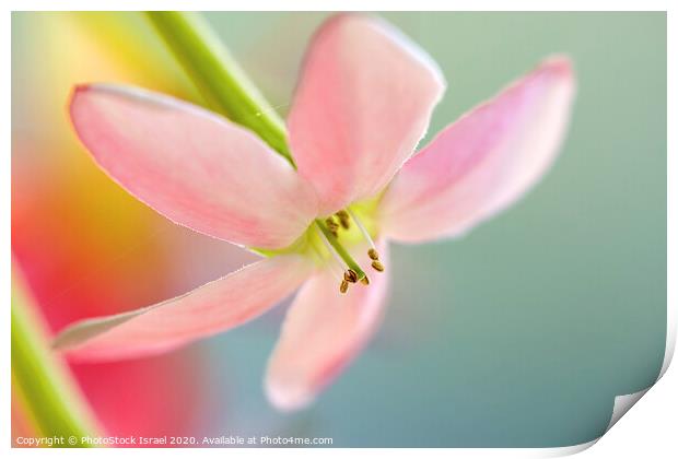 Close up of a pink flower Print by PhotoStock Israel