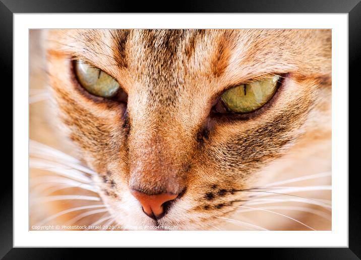 Close up of the face of a ginger cat Framed Mounted Print by PhotoStock Israel