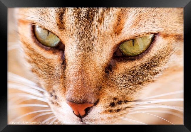 Close up of the face of a ginger cat Framed Print by PhotoStock Israel