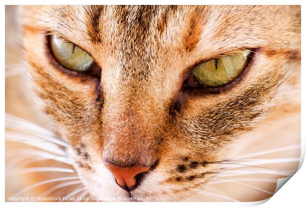 Close up of the face of a ginger cat Print by PhotoStock Israel
