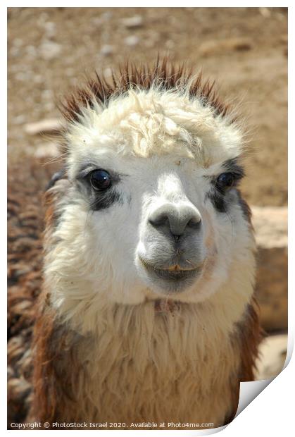 Alpaca Farm Print by PhotoStock Israel