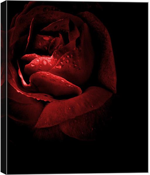 rose red Canvas Print by Heather Newton