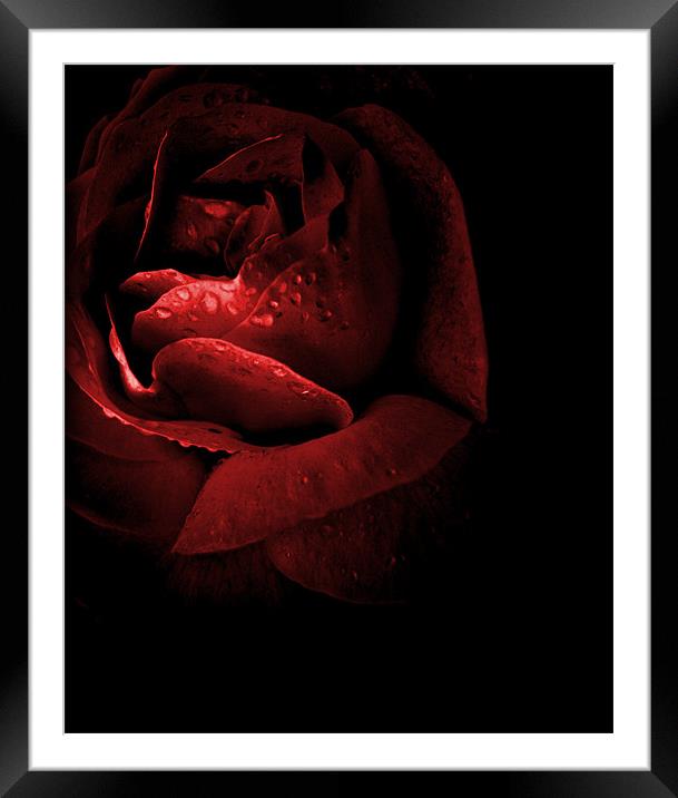 rose red Framed Mounted Print by Heather Newton