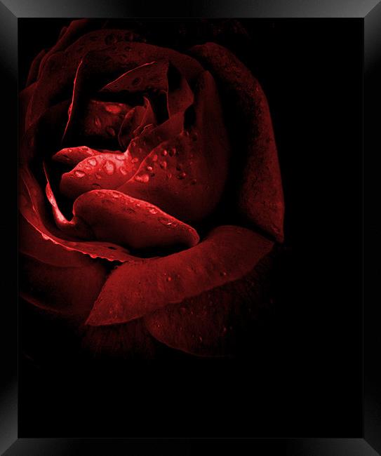 rose red Framed Print by Heather Newton