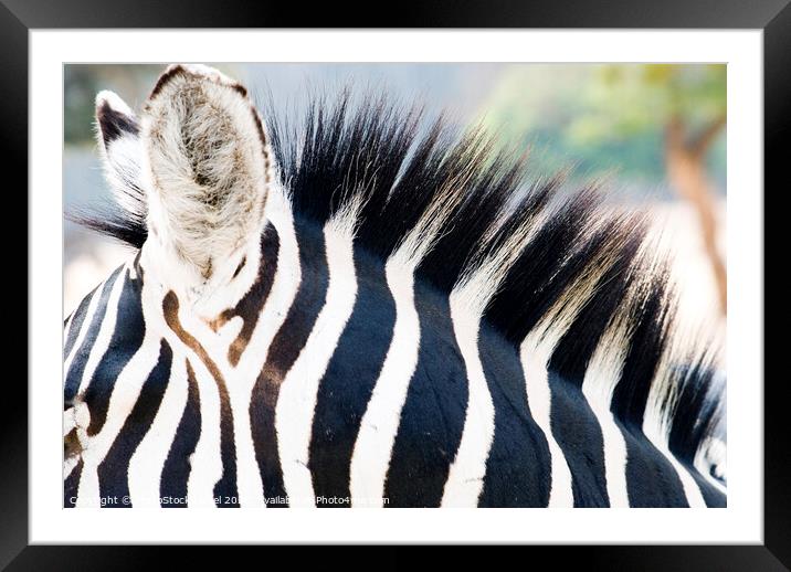 Close up of a Zebra Framed Mounted Print by PhotoStock Israel