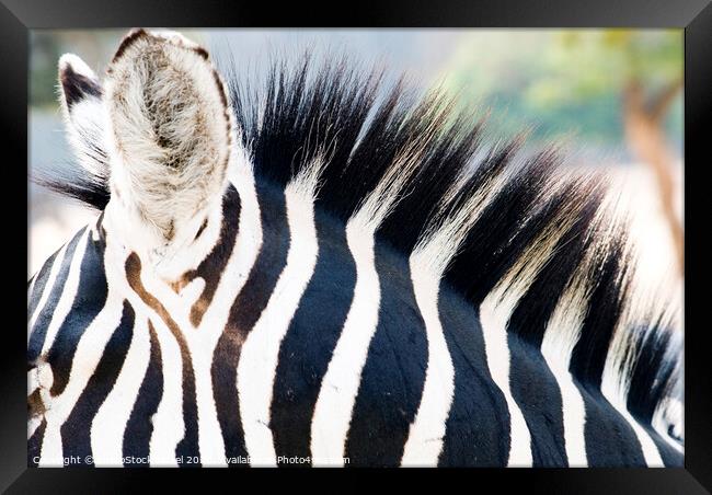 Close up of a Zebra Framed Print by PhotoStock Israel