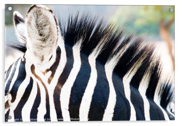 Close up of a Zebra Acrylic by PhotoStock Israel