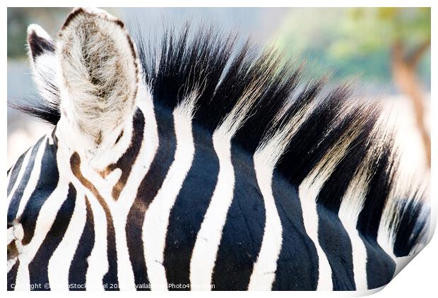 Close up of a Zebra Print by PhotoStock Israel