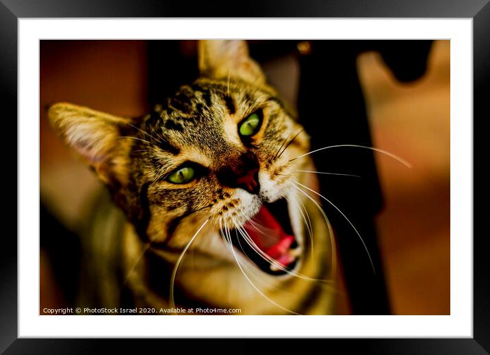 Close up of a cat Framed Mounted Print by PhotoStock Israel