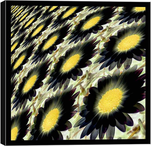 black daisy abstract Canvas Print by Heather Newton