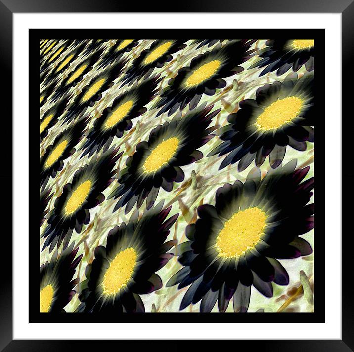 black daisy abstract Framed Mounted Print by Heather Newton