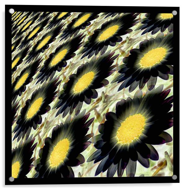 black daisy abstract Acrylic by Heather Newton