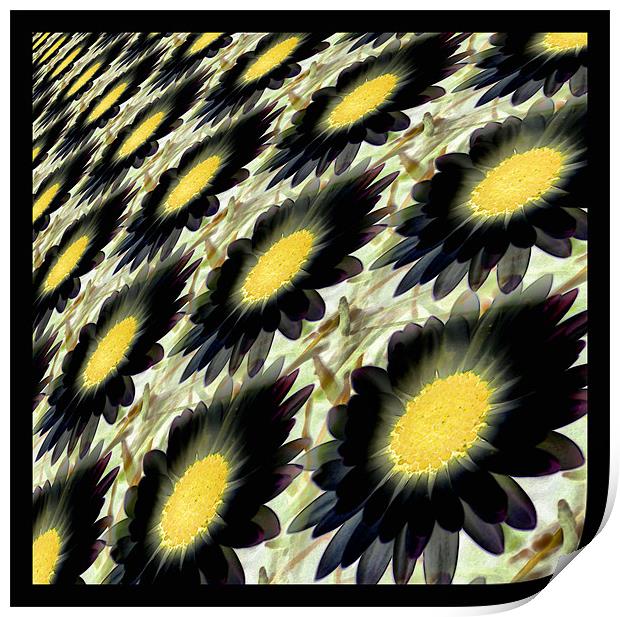 black daisy abstract Print by Heather Newton