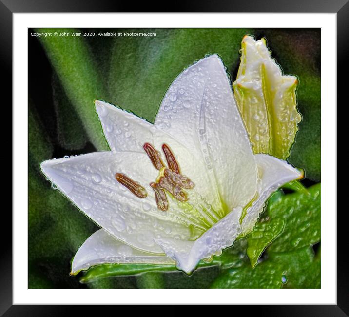 White Lily (Digital Art)  Framed Mounted Print by John Wain