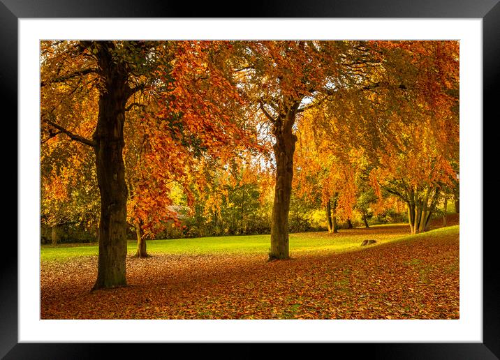 Autumn Colour Framed Mounted Print by Ros Crosland