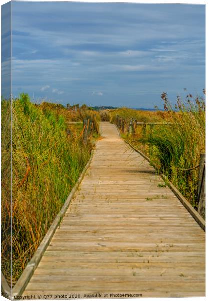 wooden boardwalk in the dunes leading to the sandy beach, the path by the sea, plants on the dunes Canvas Print by Q77 photo