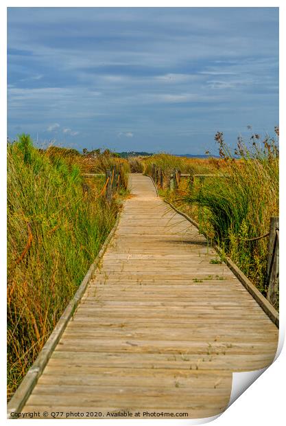 wooden boardwalk in the dunes leading to the sandy beach, the path by the sea, plants on the dunes Print by Q77 photo