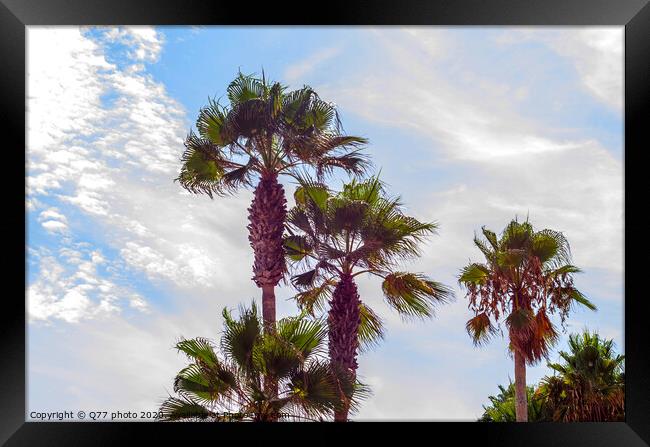 beautiful spreading palm tree on the beach, exotic plants symbol of holidays, hot day, big leaves Framed Print by Q77 photo