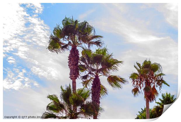 beautiful spreading palm tree on the beach, exotic plants symbol of holidays, hot day, big leaves Print by Q77 photo