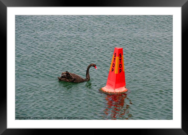 swan and buoy Framed Mounted Print by chris hyde
