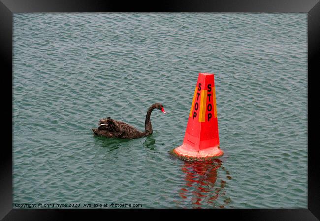 swan and buoy Framed Print by chris hyde