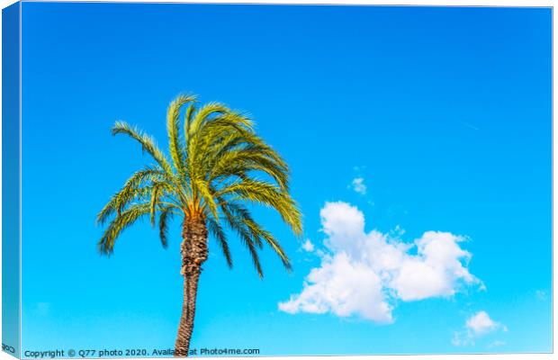 beautiful spreading palm tree on the beach, exotic plants symbol of holidays, hot day, big leaves Canvas Print by Q77 photo
