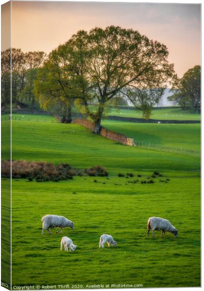 Sheep grazing at Near Sawrey, Cumbria Canvas Print by Robert Thrift