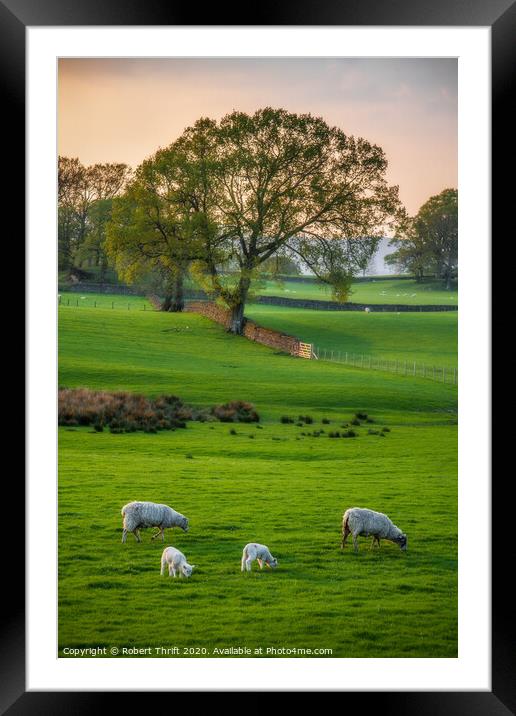 Sheep grazing at Near Sawrey, Cumbria Framed Mounted Print by Robert Thrift