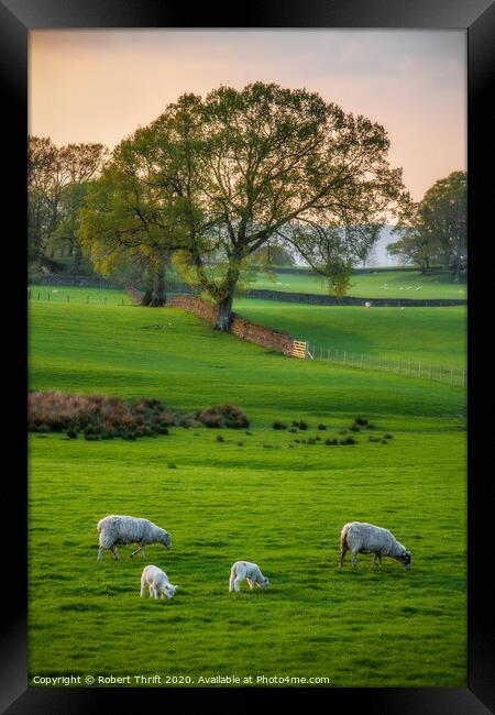 Sheep grazing at Near Sawrey, Cumbria Framed Print by Robert Thrift