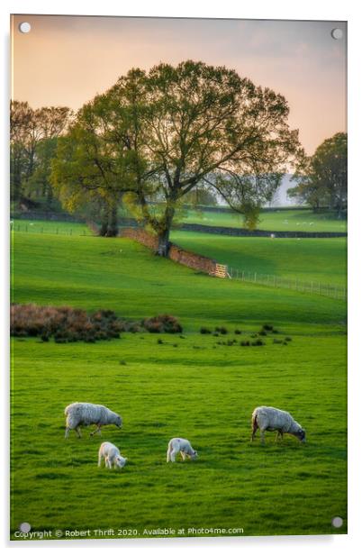 Sheep grazing at Near Sawrey, Cumbria Acrylic by Robert Thrift