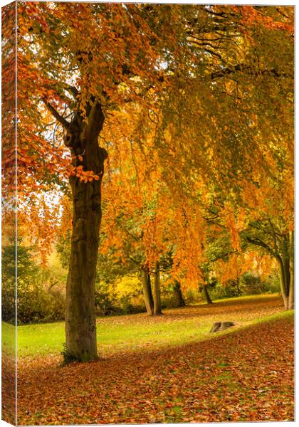 Autumn Colour Canvas Print by Ros Crosland