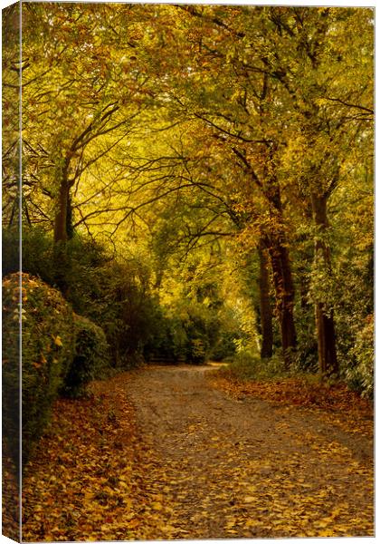 A Yorkshire lane in autumn.  Canvas Print by Ros Crosland